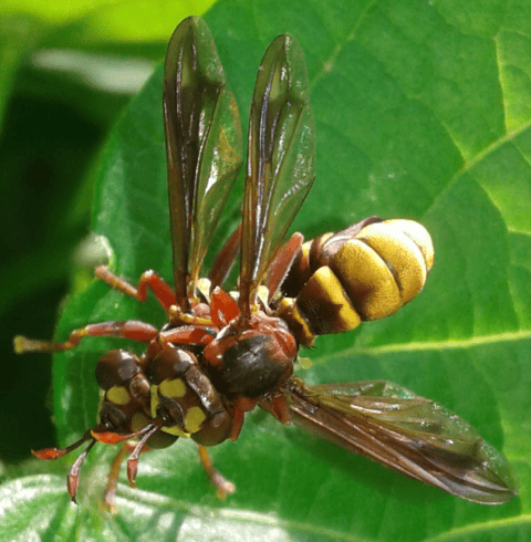 Conopidae : coppia di Conops vesicularis?